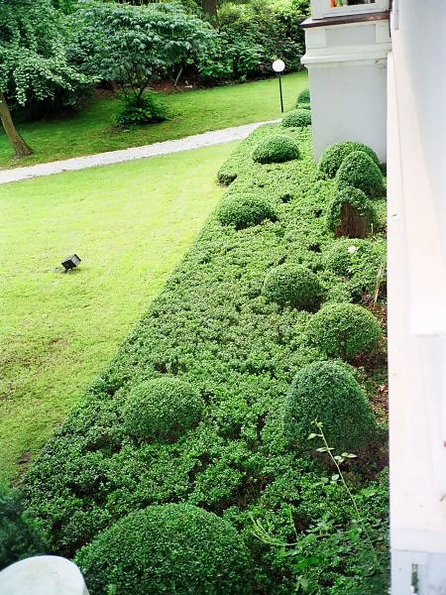 Gepflegter Garten mit Buchsbäumen und Steinweg – Entwurf und Planung